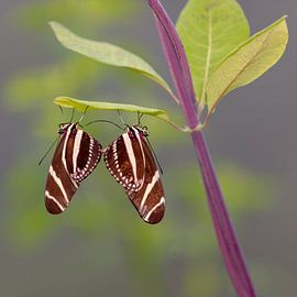 Mating butterflies by Inge Bogaards