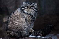 Die Wildkatze manul sitzt auf einem Stumpf und schaut sich mit einem wütenden Blick um, eine wütende von Michael Semenov Miniaturansicht