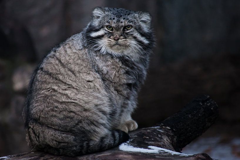 Die Wildkatze manul sitzt auf einem Stumpf und schaut sich mit einem wütenden Blick um, eine wütende von Michael Semenov