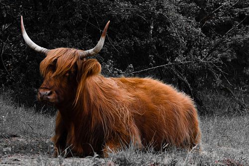 Schotse Hooglander zwart-wit