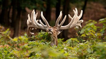 Hubertus, der König der Veluwe