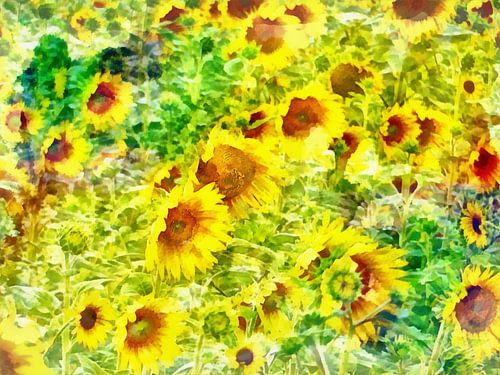 Met de zon op je gezicht