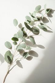 Eucalyptus branch by Poster Art Shop