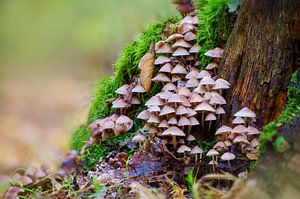 Paddenstoelen op een bemoste boomstam