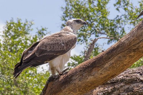 Aigle martial