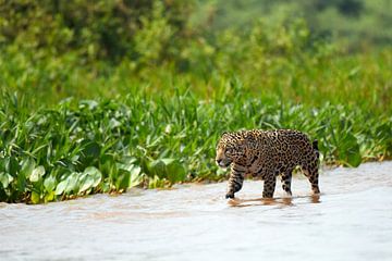 Jaguar aan het jagen, Pantanal, Brazilië van Rini Kools