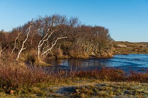 Bouleaux le long d'un bassin dunaire sur Rob Donders Beeldende kunst