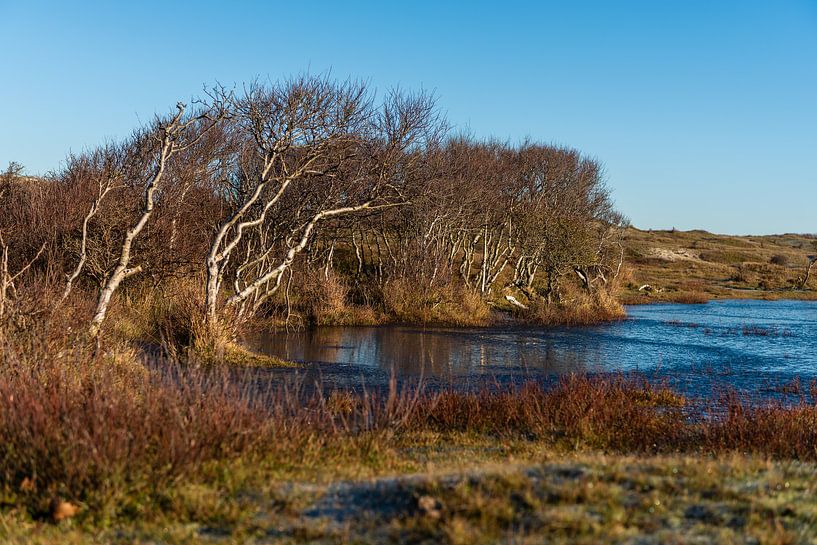 Birken entlang eines Dünenpools von Rob Donders Beeldende kunst
