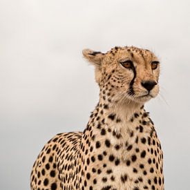 Guépard sur Marry Fermont