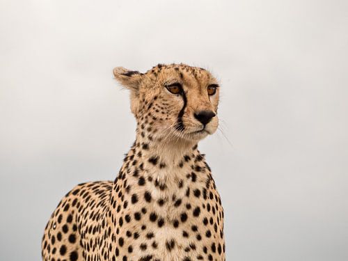 Cheetah