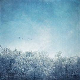 Ciel d'hiver au-dessus d'arbres recouverts de givre sur Dirk Wüstenhagen