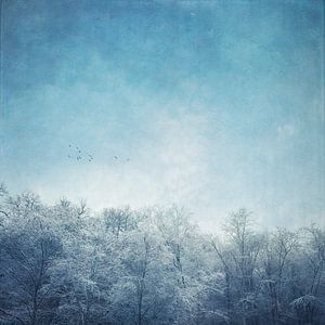 Ciel d'hiver au-dessus d'arbres recouverts de givre