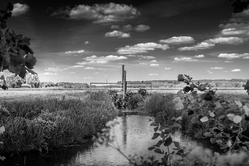 Tranquillity van Nildo Scoop