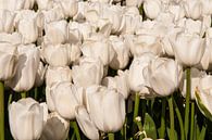Beeldvullend tulpenveld met witte tulpen van Brian Morgan thumbnail