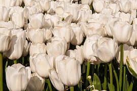 Beeldvullend tulpenveld met witte tulpen von Brian Morgan