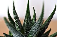 Aloë aristata van Philipp Klassen thumbnail