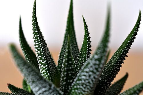 Aloe aristata
