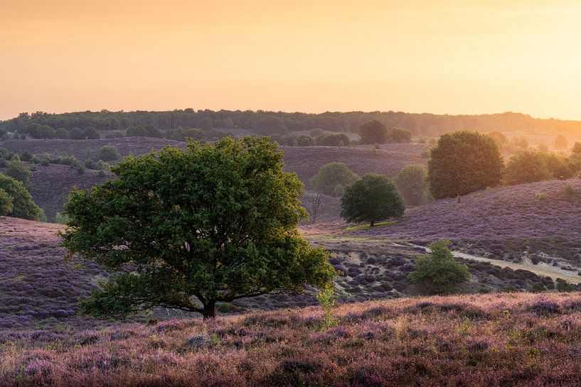 Sunset glow by Max ter Burg Fotografie
