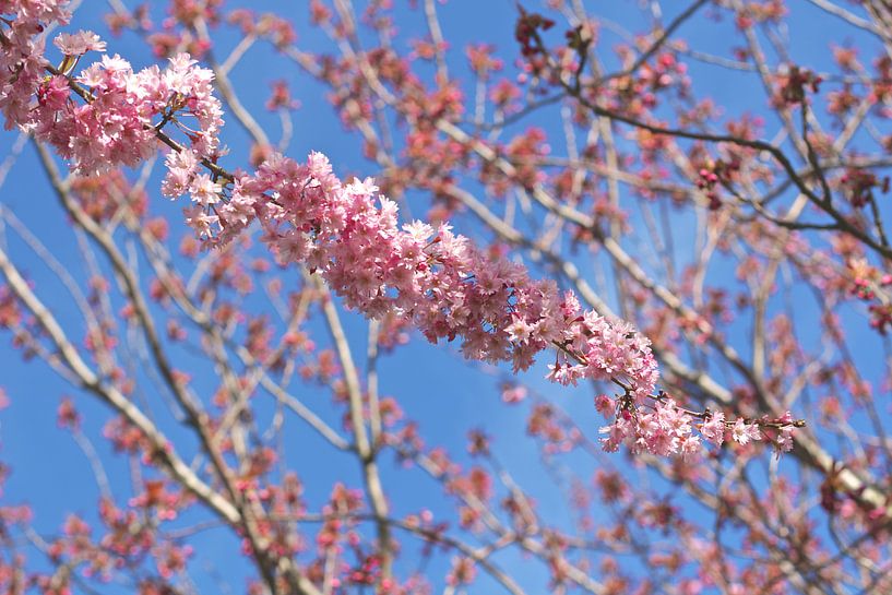 Sakura van Marianna Pobedimova