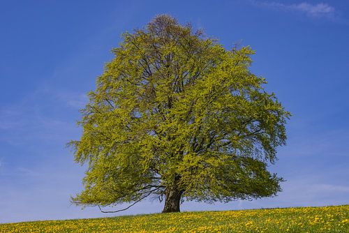 Europese beuk, Allgäu