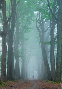Forest walk in the woods of Bergen op Zoom by Paul Begijn