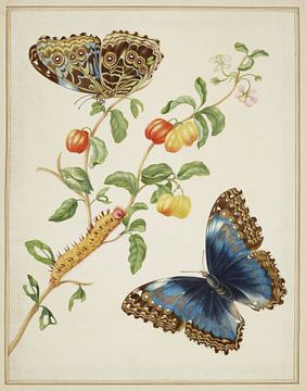Zweig der Westindischen Kirsche mit Achilles-Morpho-Schmetterling, Maria Sibylla Merian