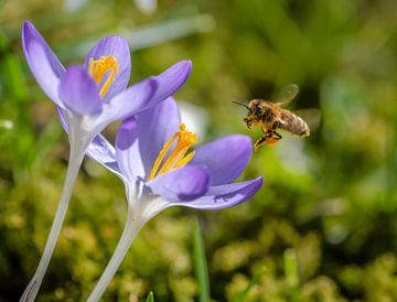 Biene fliegt zu einer lila Krokus Blüte von ManfredFotos