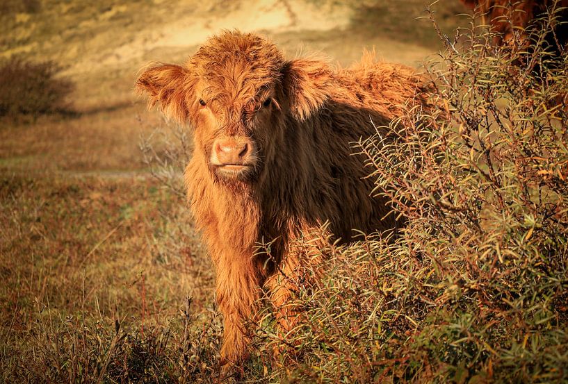 Beautiful Scottish Highlander calf by Eefje John