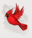 Fliegender roter Kardinal von Bianca Wisseloo Miniaturansicht