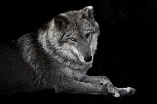Cute looks half a turn. she-wolf female lies beautifully on the ground, imposingly lies. Powerful gr
