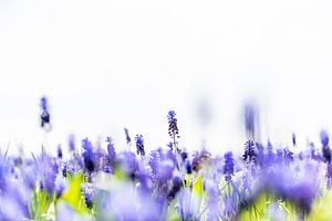 Blauwe druifjes