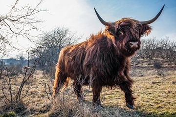 Scottish Highlander, Castricum. by Frank Slaghuis