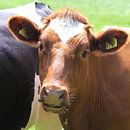 Koeien van Fred Vester thumbnail