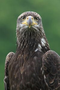 Porträt eines jungen amerikanischen Seeadlers (Haliaeetus leucocephalus) von Nature in Stock