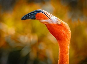 Flamant en gros plan