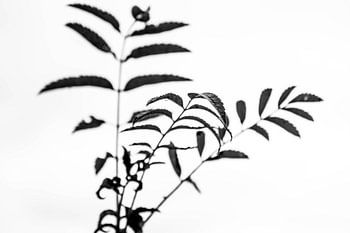 Black and white image of twigs
