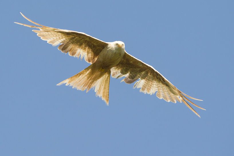 Süßer Rotmilan im Flug von Jeroen Stel