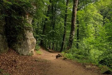 chemin forestier sur FotoBob