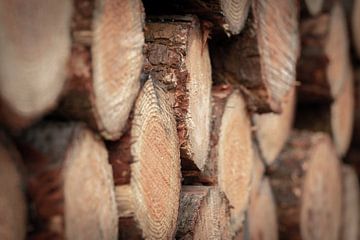 Houtstammen gehakt hout in het bos van KB Design & Photography (Karen Brouwer)