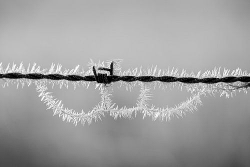 Barbed wire with ice crystals