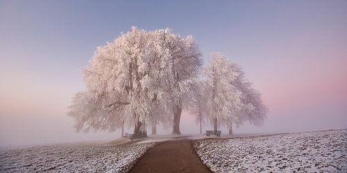 Hoarfrost and fog in the early morning light