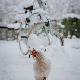 Huhn für verschneites Fahrrad von Nickie Fotografie