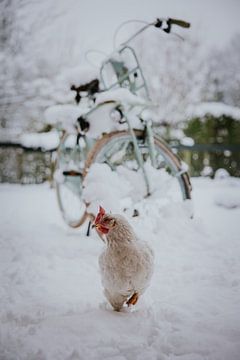 Chicken for snowy bike