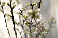 Fruhlingsblumen im Sonnenlicht von Marianna Pobedimova Miniaturansicht