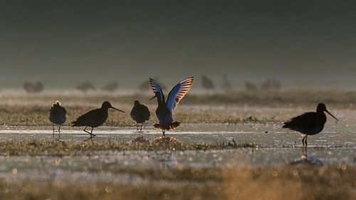 Uferschnepfe Ballett in der frühen Morgensonne