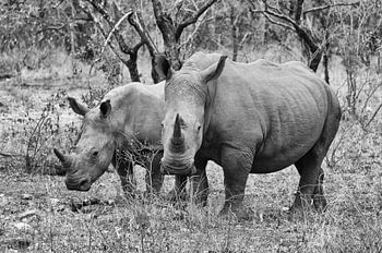 Nashorn Tiere in Südafrika