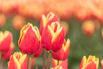 Tulpen, rood/geel met regendruppels van Ans Bastiaanssen
