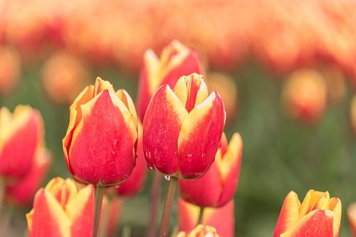 Tulpen, rood/geel met regendruppels