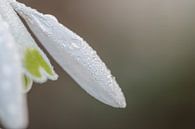 Sneeuwklokje met waterdruppel by Moetwil en van Dijk - Fotografie thumbnail