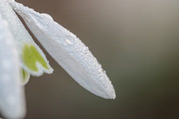 Sneeuwklokje met waterdruppel van Moetwil en van Dijk - Fotografie